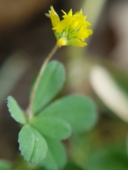 Trifolium micranthum