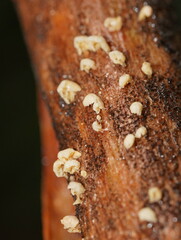 Marasmiellus affixus