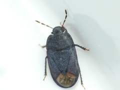 Ochetostethus