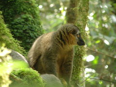 Eulemur rufifrons