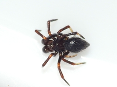 Euryopis episinoides