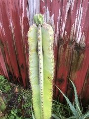 Cereus hexagonus