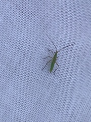 Megaloceroea recticornis