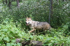 Canis lupus baileyi