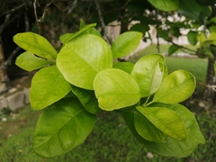 Citrus × limonia
