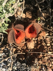 Hydnora africana