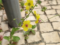 Verbascum levanticum