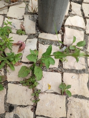 Verbascum levanticum