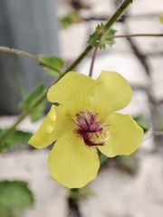 Verbascum levanticum