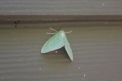 Chlorosea banksaria