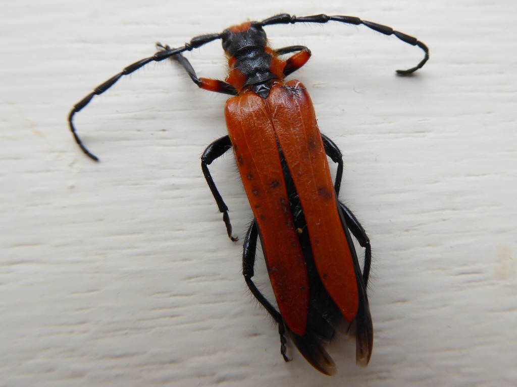 Bimia bicolor
