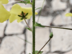 Verbascum levanticum