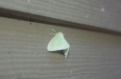 Chlorosea banksaria