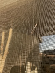 Eremochrysa punctinervis