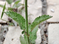 Verbascum levanticum