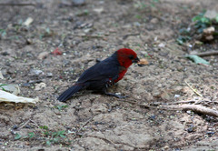 Spermophaga ruficapilla