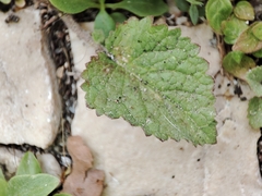Verbascum levanticum