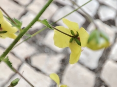 Verbascum levanticum