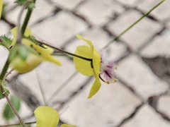 Verbascum levanticum