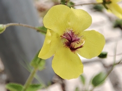 Verbascum levanticum