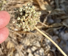 Allium polyanthum