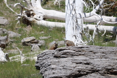 Marmota