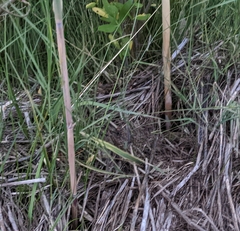 Phragmites australis americanus