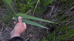 Phragmites australis americanus