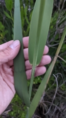 Phragmites australis americanus