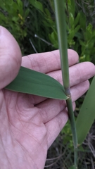 Phragmites australis americanus