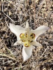 Calochortus nuttallii