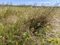 Carex exilis