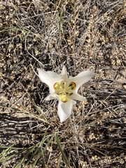 Calochortus nuttallii