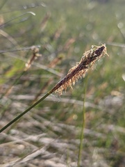 Carex exilis
