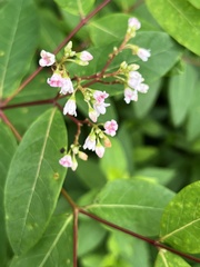 Apocynum × floribundum