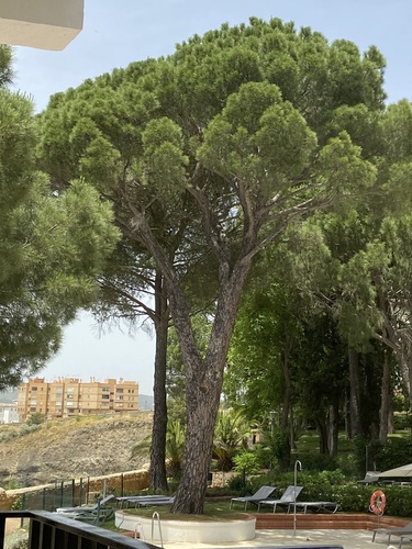 Avistamiento Pino piñonero (Doñana)