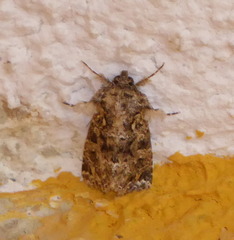 Callopistria latreillei