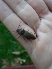 Diplostethus texanus