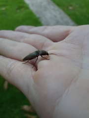 Diplostethus texanus