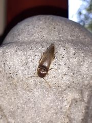 Diplostethus texanus