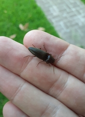 Diplostethus texanus