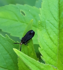 Dichomeris nonstrigella