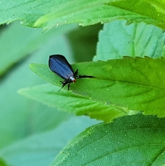 Dichomeris nonstrigella