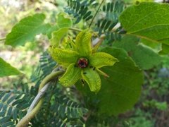 Gonolobus erianthus