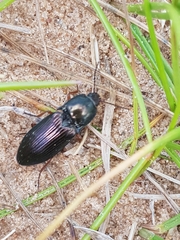 Selatosomus aeneus