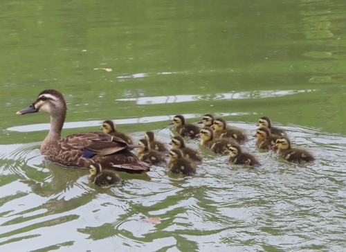 Canard de Chine (Anas zonorhyncha)