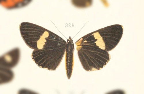Rothia nigrescens