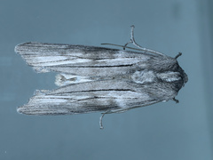 Capusa stenophara