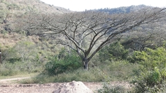 Albizia adianthifolia