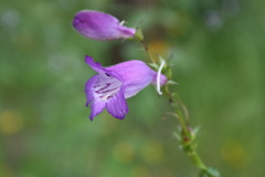Penstemon campanulatus